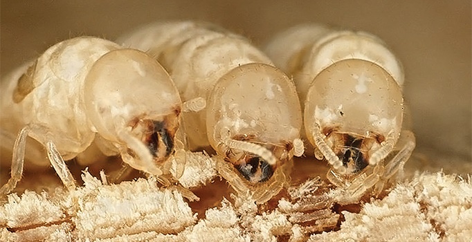 Workers of the drywood termite Cryptotermes domesticus (Isoptera: Kalotermitidae), the same as discovered by CSS Services (Image: CSIRO)